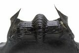 Enrolled Scotoharpes Trilobite - Boudib, Morocco #312732-4